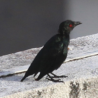 Asian Glossy Starling